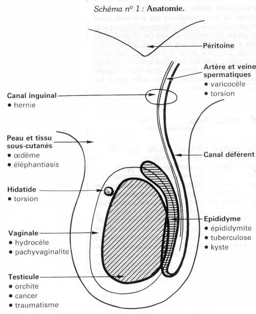 Torsion du testicule : symptômes, traitement, définition