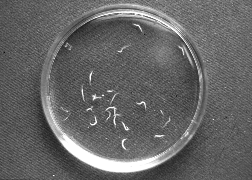Diagnostic Des N matodes Devsante