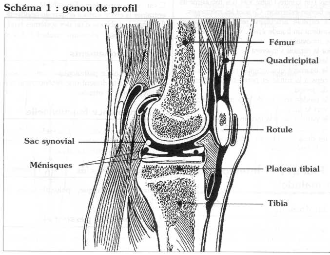 Examen du genou chez l'adulte · devsante.org